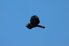 Geranospiza caerulescens