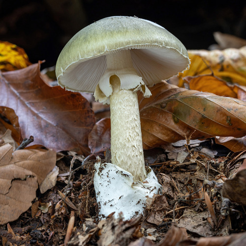 Zelena pupavka (Amanita phalloides)