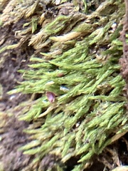 Hypnum circinale
