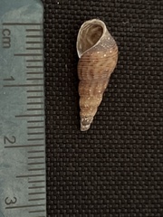 Melanoides tuberculata