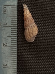 Melanoides tuberculata