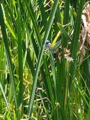 Rhionaeschna multicolor