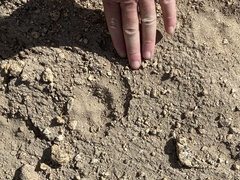 Vulpes vulpes necator