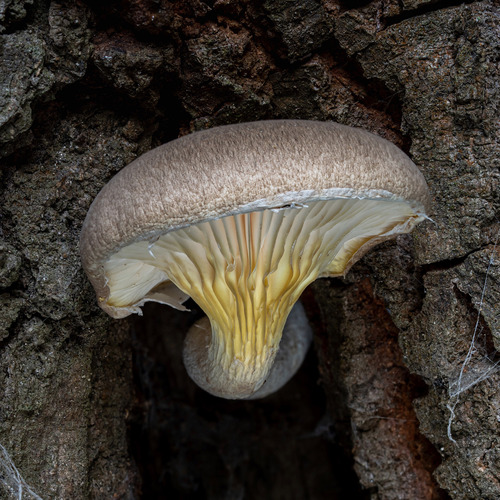 Hliva dubová (Pleurotus dryinus)