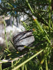 Hakea gibbosa