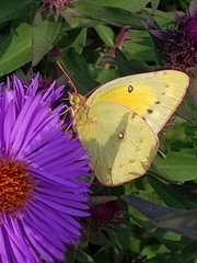 Colias