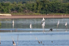 Nannopterum brasilianum