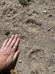 Vulpes vulpes necator