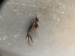 Gryllus lineaticeps