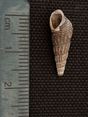 Melanoides tuberculata