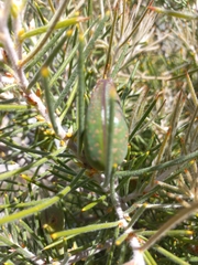 Hakea gibbosa