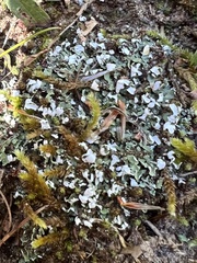 Cladonia apodocarpa