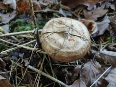 Tricholoma fulvum