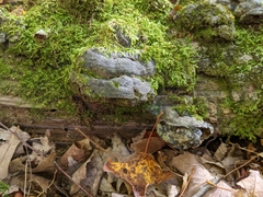 Kretzschmaria deusta