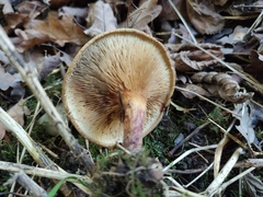 Tricholoma fulvum
