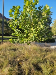 Vitis vinifera