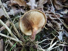 Tricholoma fulvum