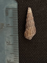 Melanoides tuberculata
