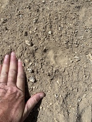 Vulpes vulpes necator