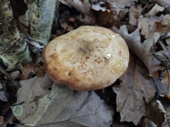 Tricholoma fulvum
