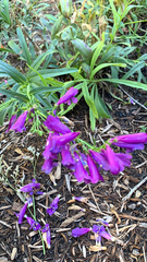 Penstemon heterophyllus