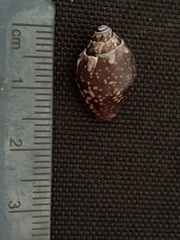 Columbella fuscata