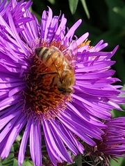 Apis mellifera
