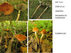 Leratiomyces squamosus