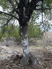 Quercus buckleyi