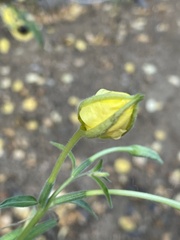 Oenothera villosa