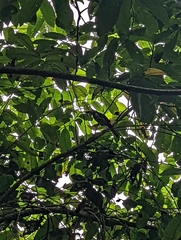 Pteroglossus torquatus