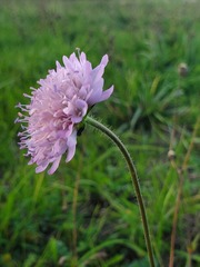 Knautia
