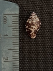 Columbella fuscata