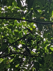 Pteroglossus torquatus