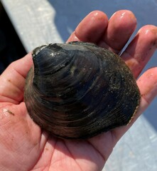 Reginaia ebenus