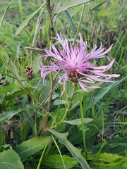 Centaurea