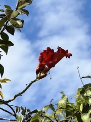 Campsis radicans