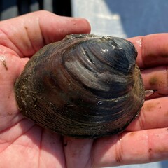 Reginaia ebenus