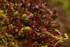 Scapania undulata