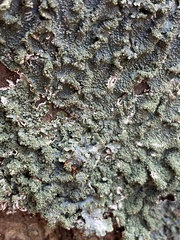 Punctelia caseana