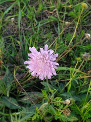 Knautia