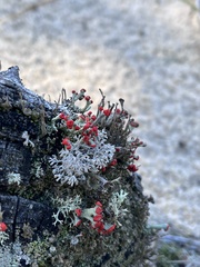 Cladonia rangiferina