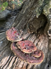 Ganoderma sessile