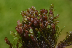 Scapania undulata