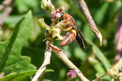 Euodynerus crypticus