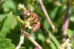 Euodynerus crypticus