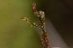 Scapania undulata