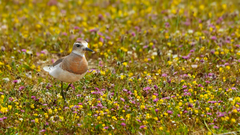 Charadrius asiaticus