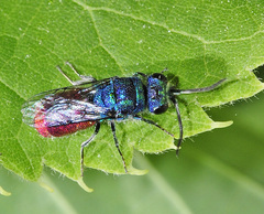 Chrysura