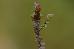 Scapania undulata